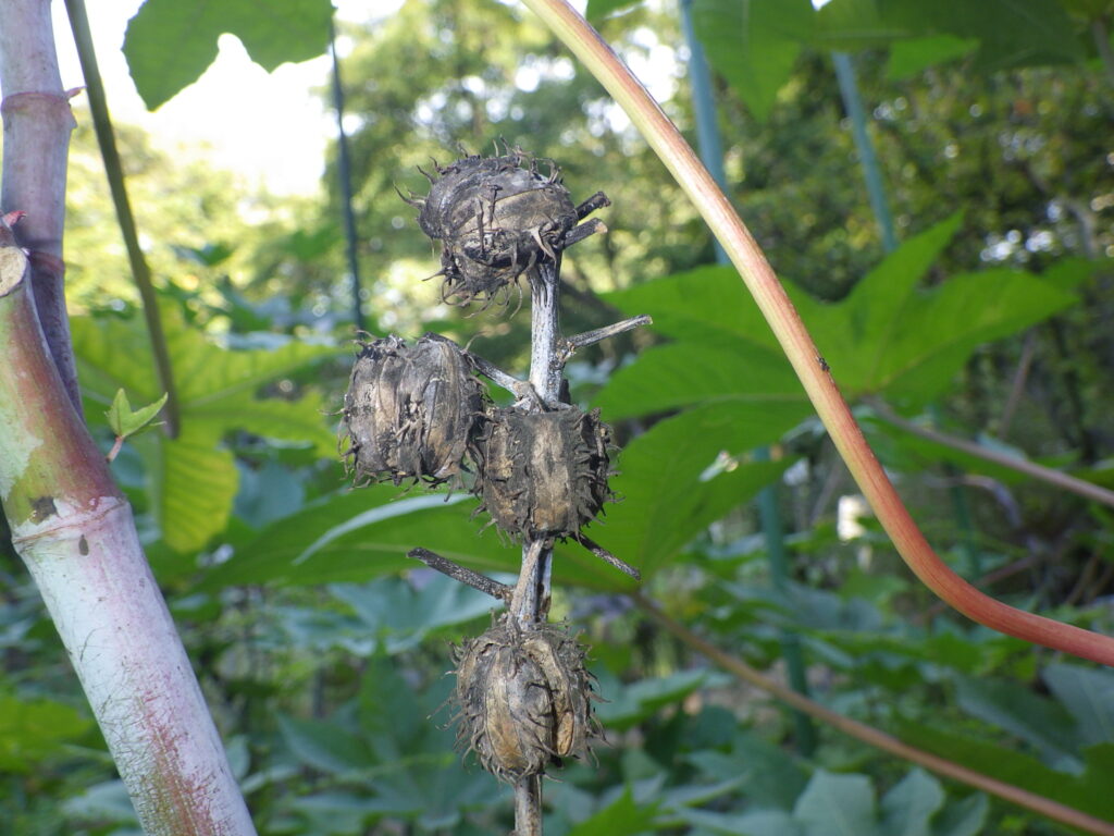 Castor bean fruit