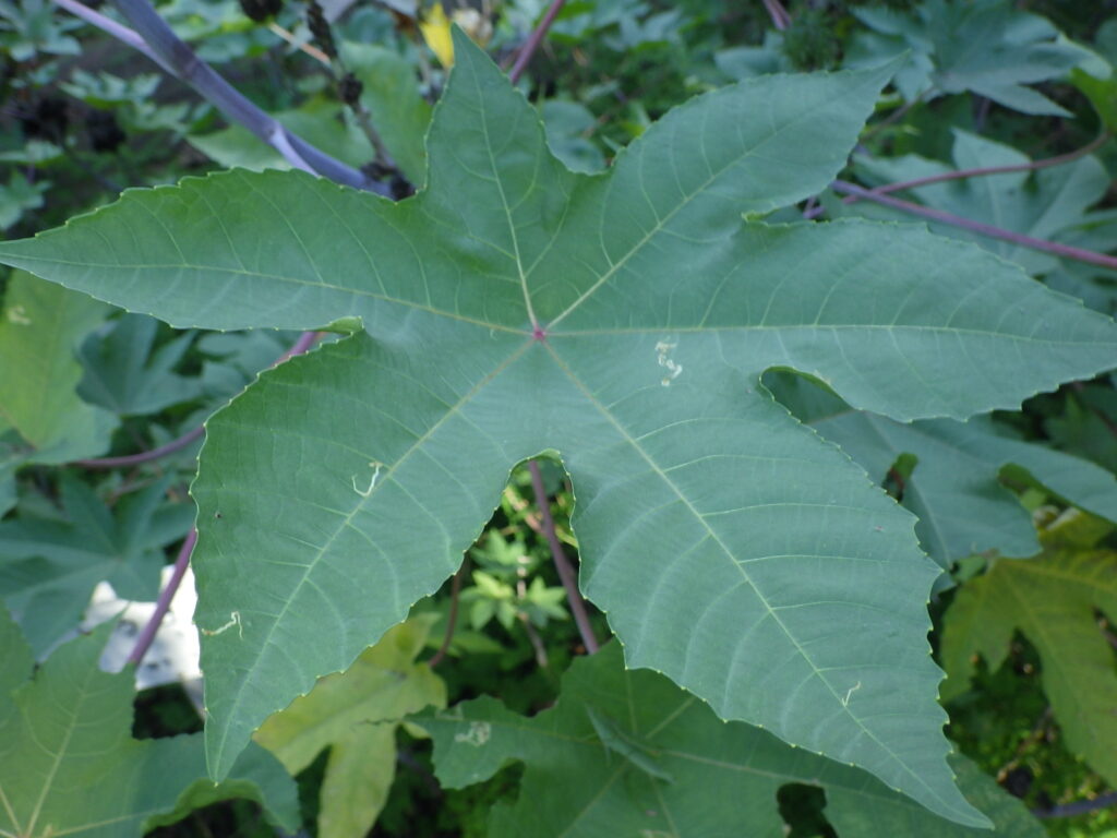Upper surface of castor bean leaves