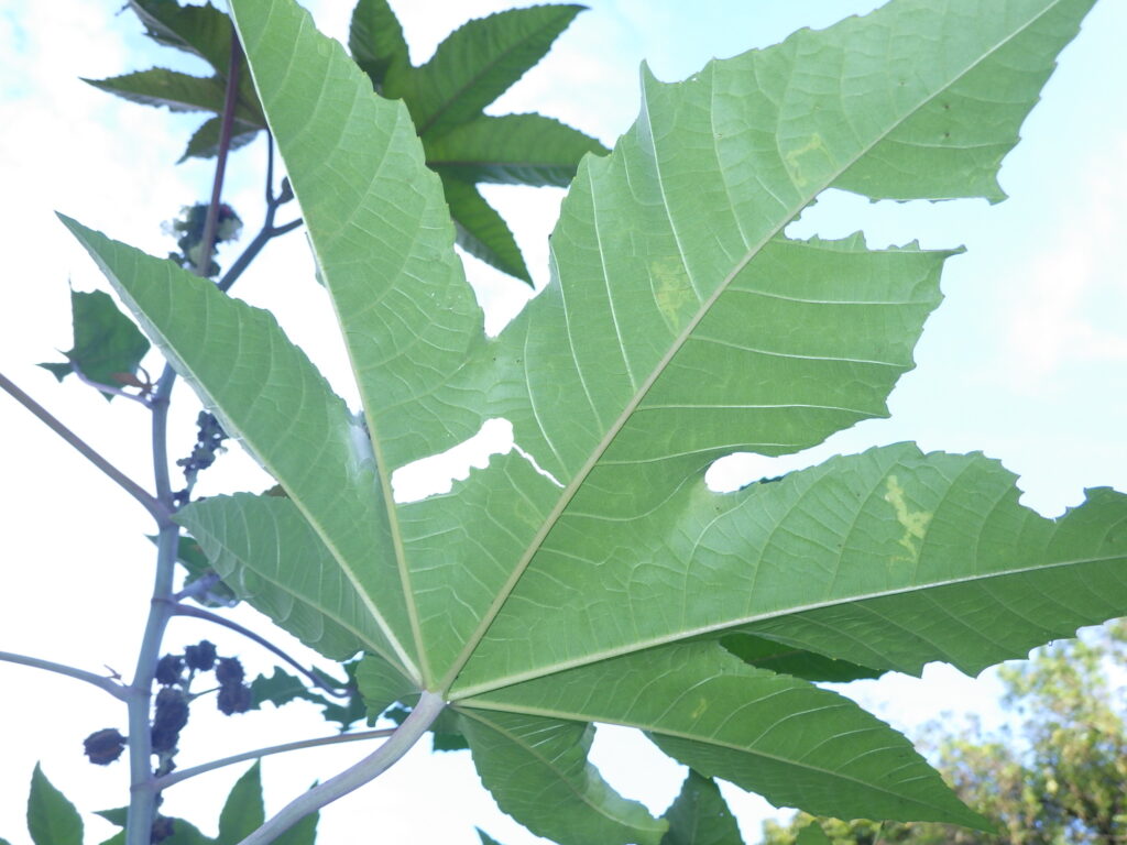 Underside of castor bean leaves