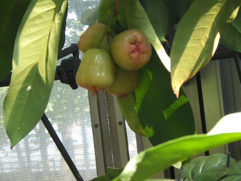 レンブの未熟果