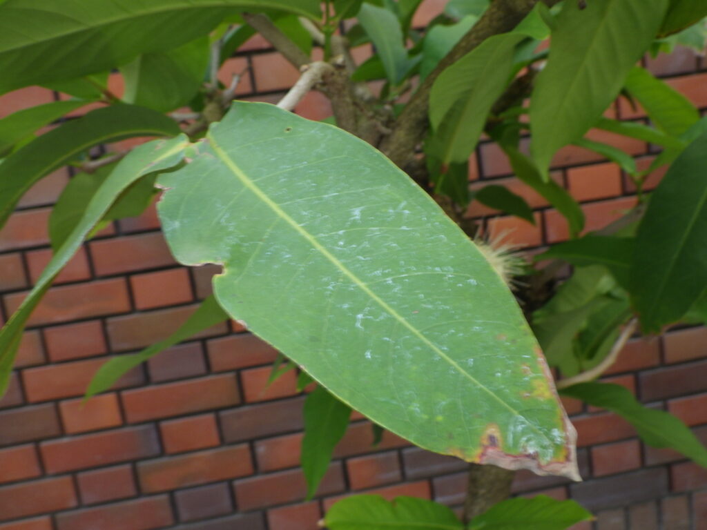 レンブの葉上面