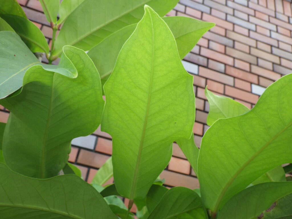 レンブの葉下面