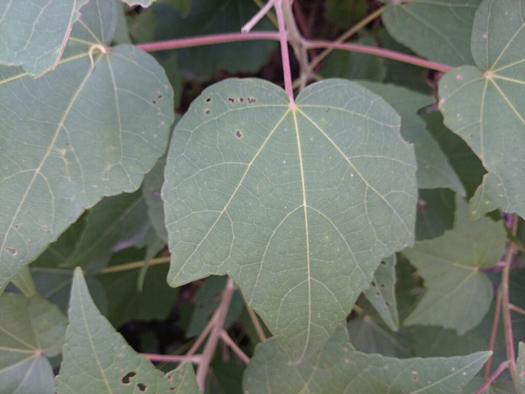 Upper surface of a three-lobed hibiscus leaf: Three lobes are a minority and not very typical.