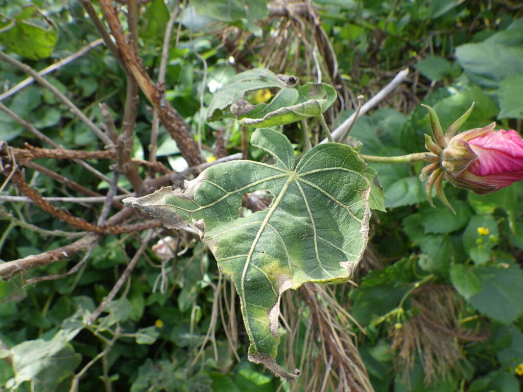 Upper surface of a Hibiscus tiliaceus leaf: Severely damaged by insects, densely covered with stellate hairs.
