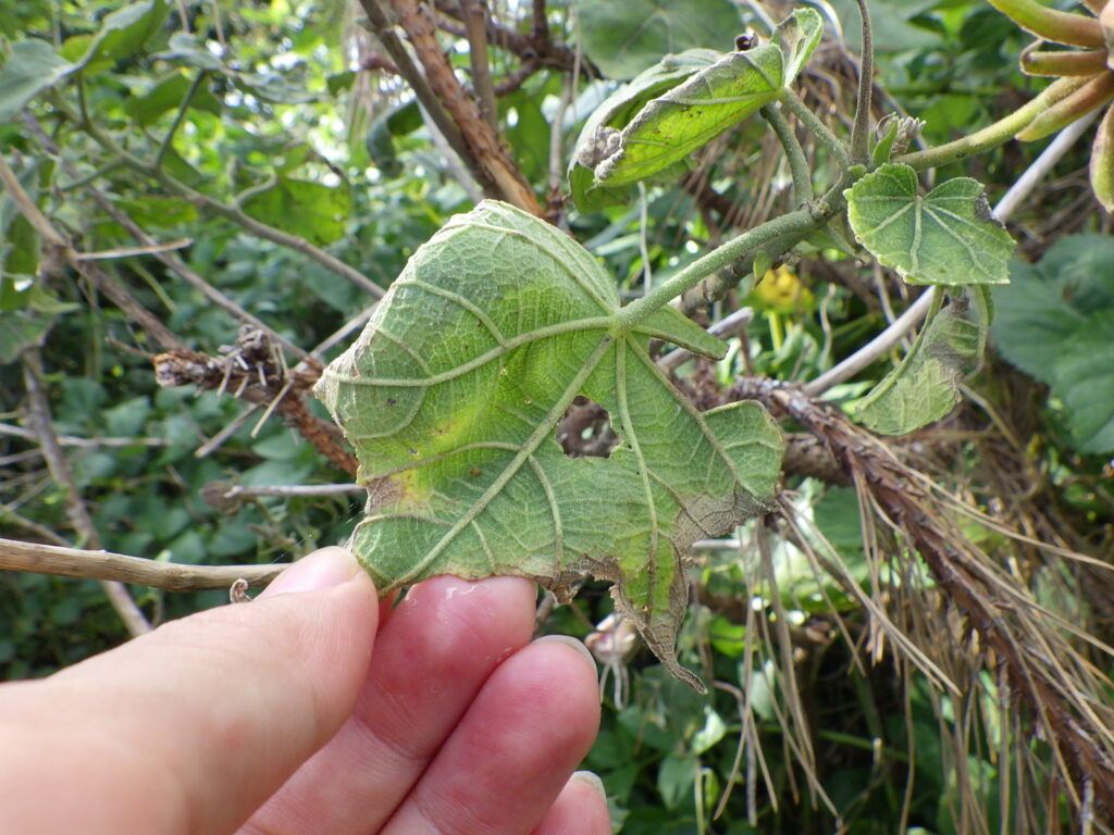 Underside of a Hibiscus sakishima leaf
