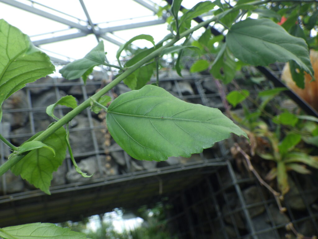 Upper surface of the leaves of Hibiscus rosa-sinensis