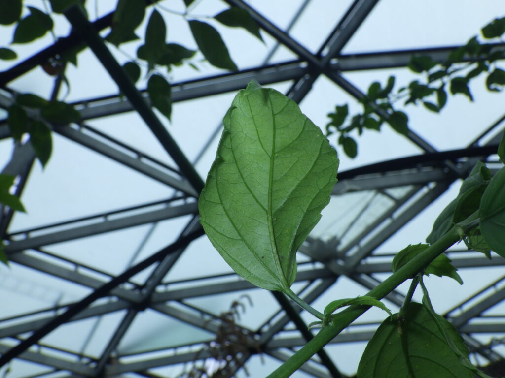 Underside of the leaves of Hibiscus rosa-sinensis