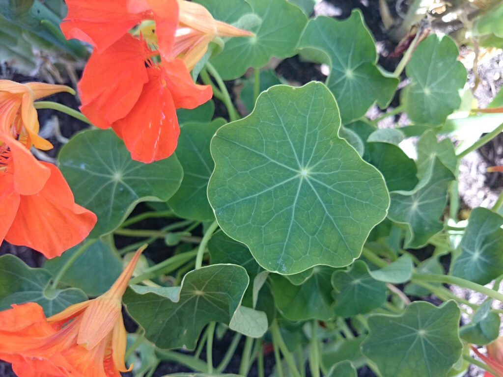 leaves of the trumpet tree