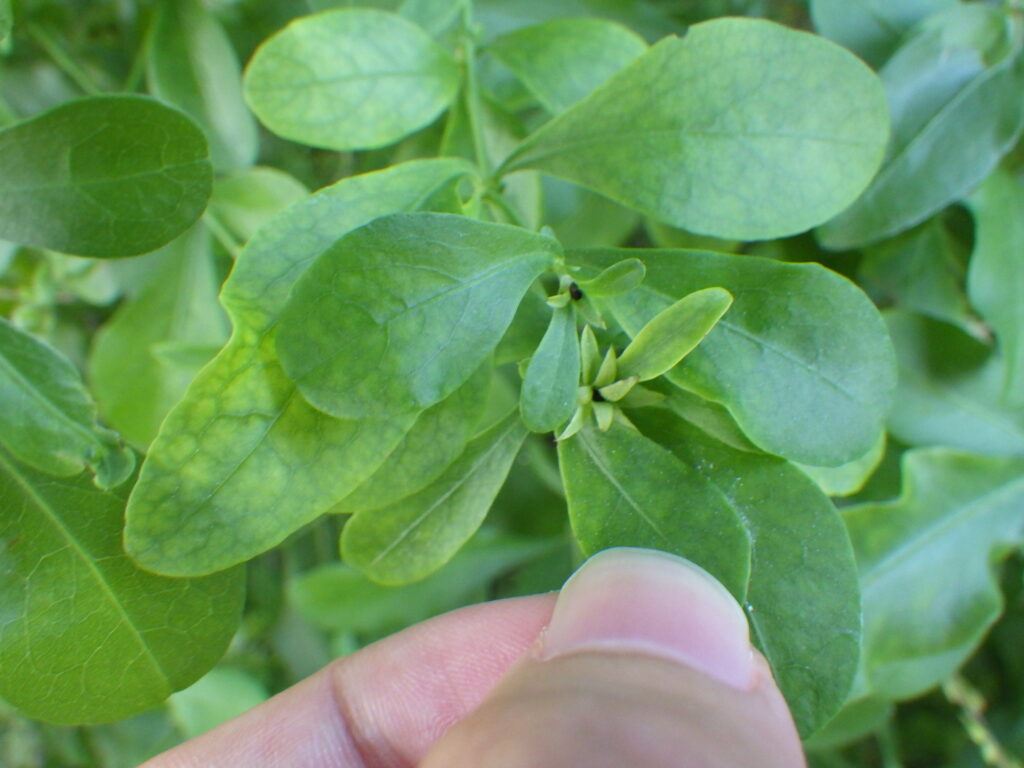 ルリマツリの葉上面：葉縁に毛はない。