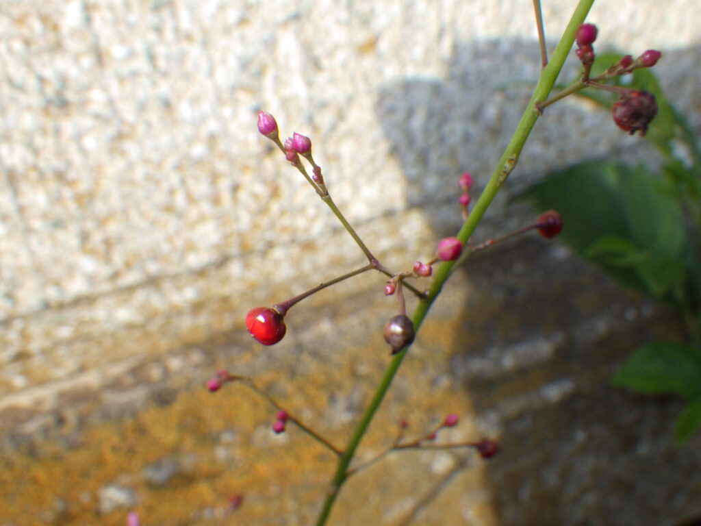 Fruit of Portulaca grandiflora
