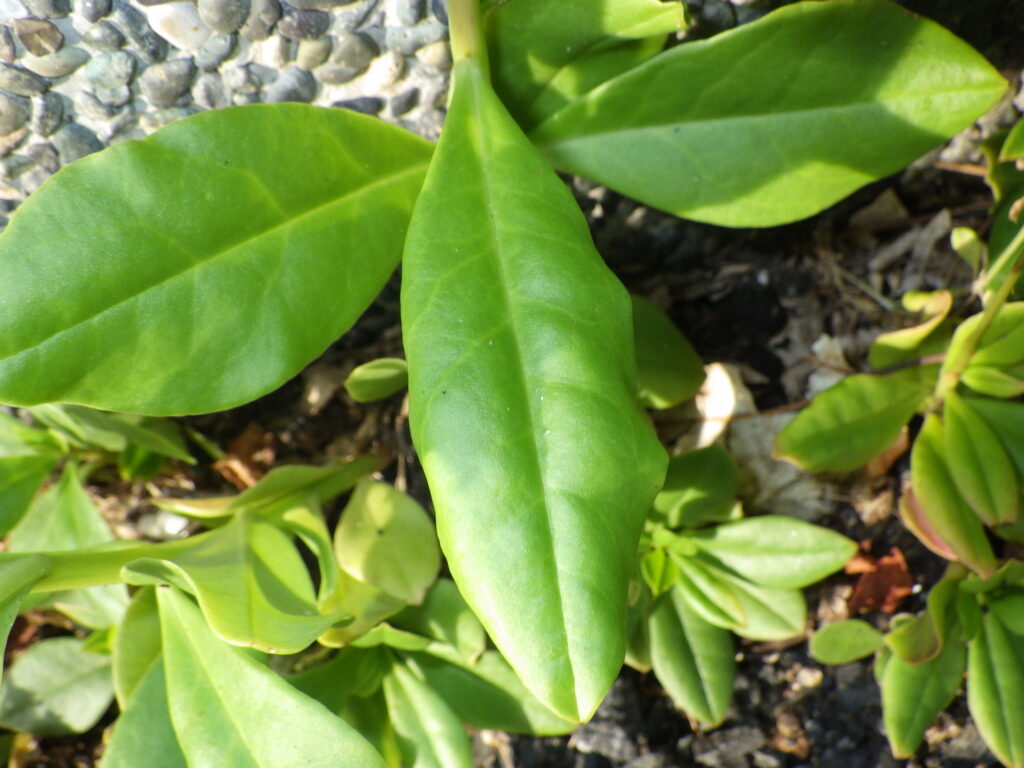 Upper surface of the basal leaves of Portulaca grandiflora