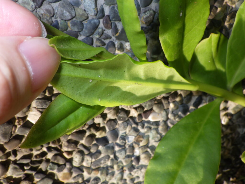Underside of the basal leaves of Portulaca grandiflora