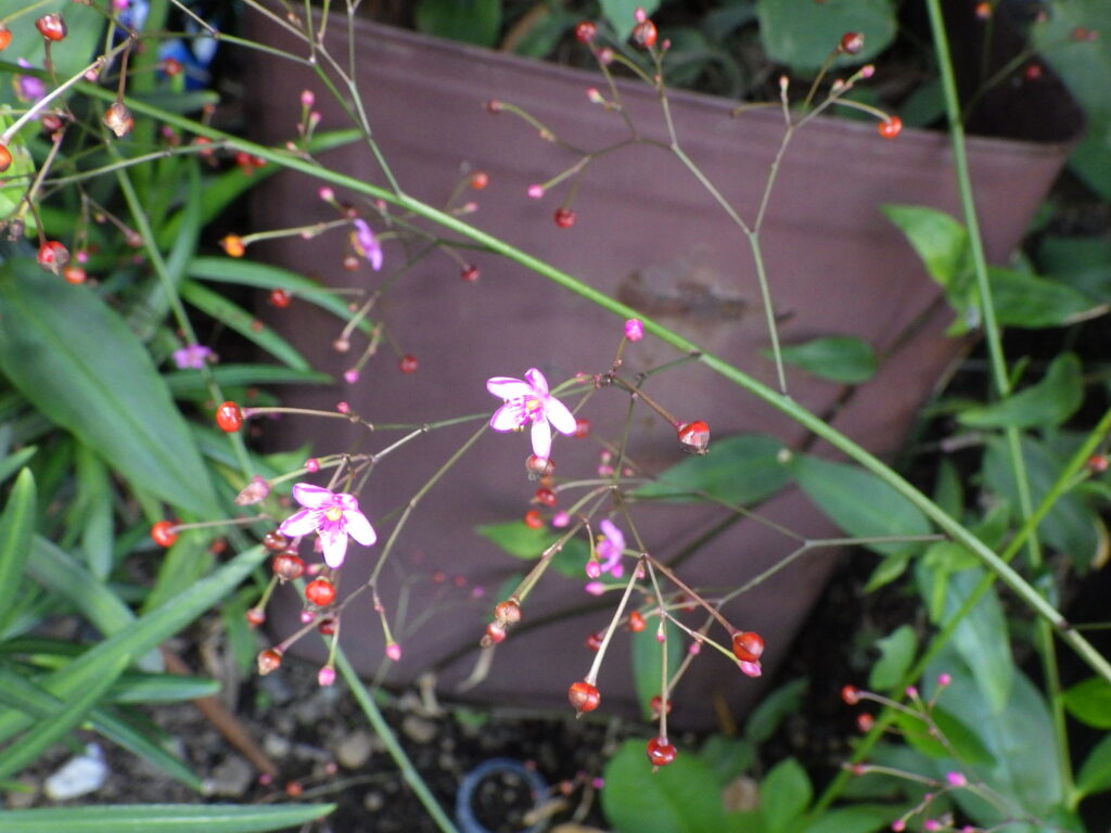 Portulaca grandiflora inflorescence: The flower stalk has no ridges.