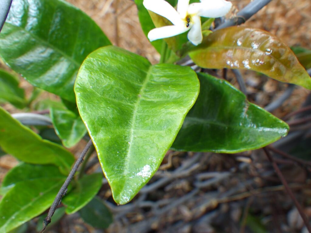 Upper surface of the leaves of *Lysimachia japonica*