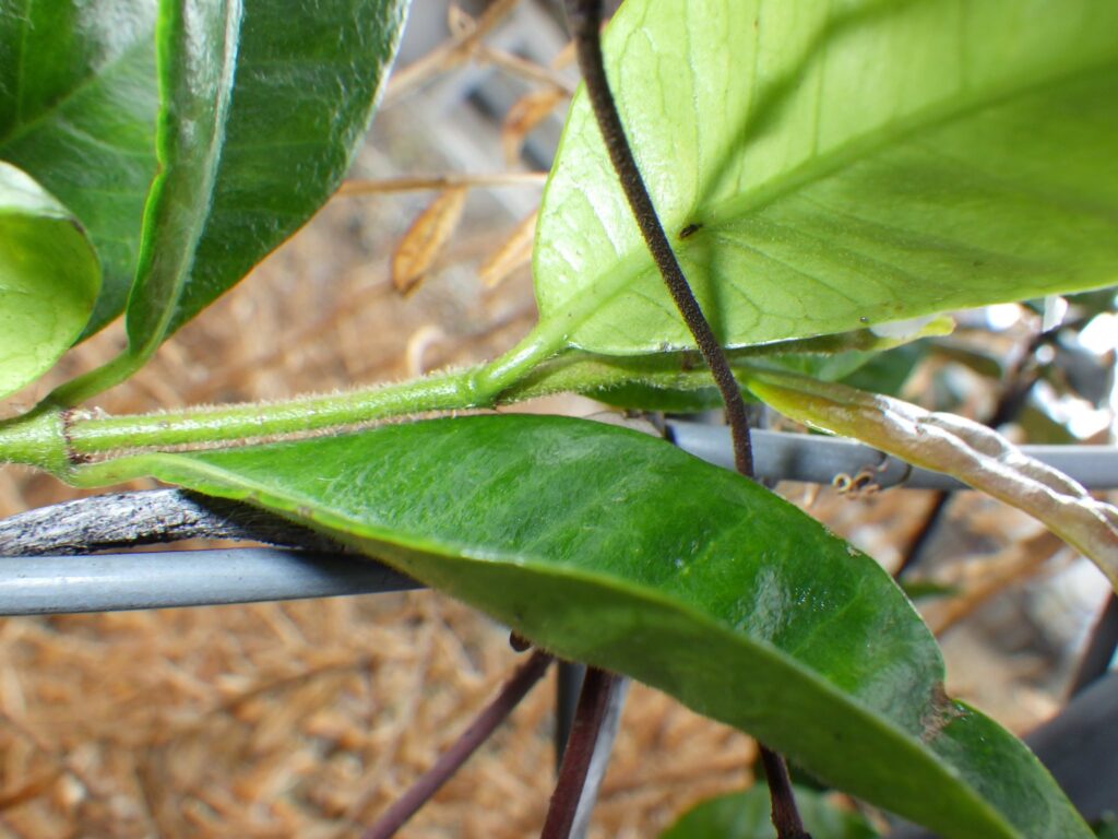 Underside of the leaves of *Lysimachia japonica*: hairy