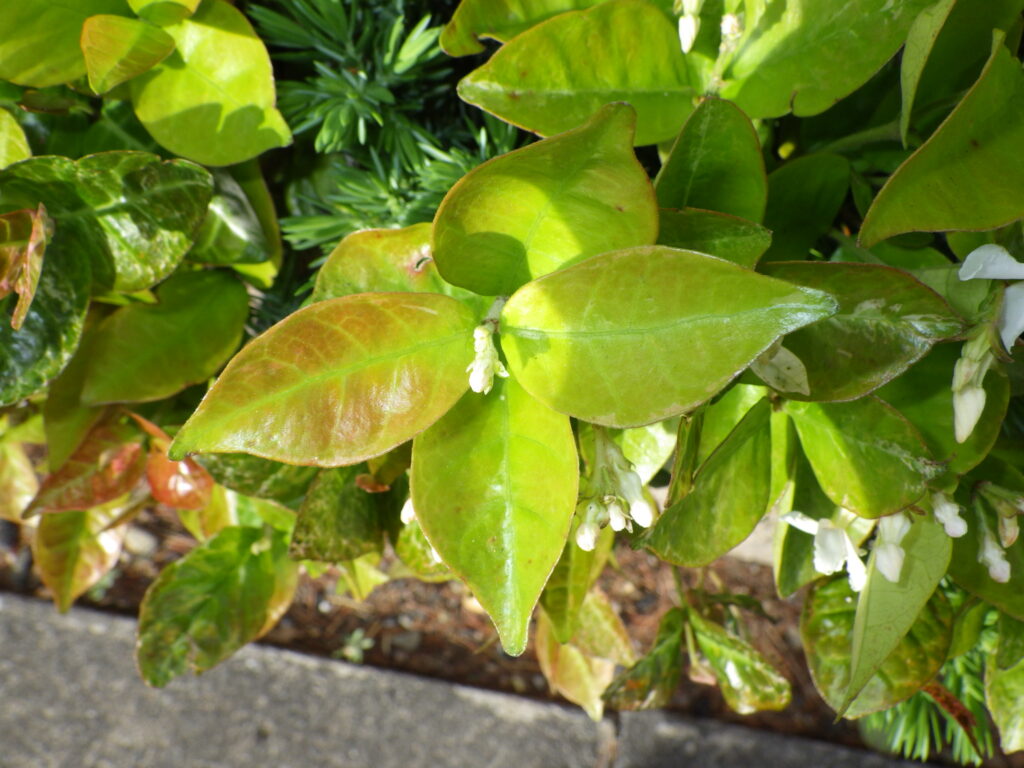 Upper surface of the leaves of Trachelospermum asiaticum