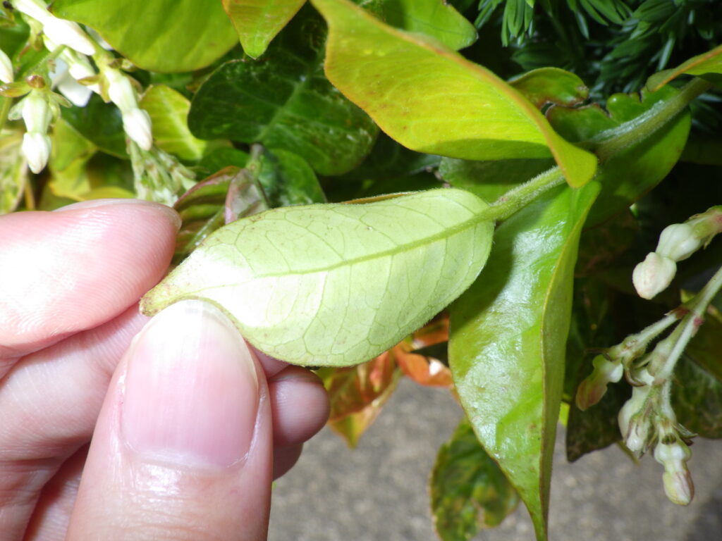 Underside of the leaf of Trachelospermum asiaticum: hairy