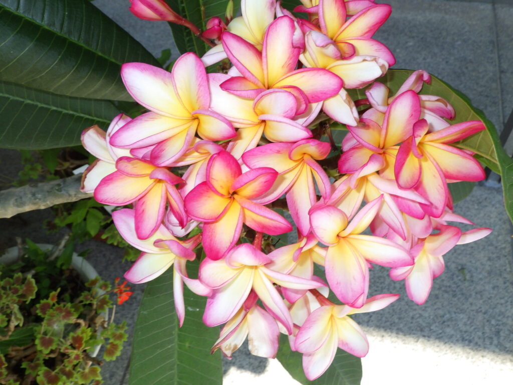 Indian jasmine flowers