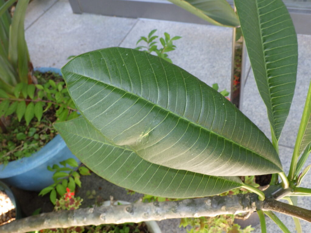 Upper surface of the leaves of the Indian jasmine