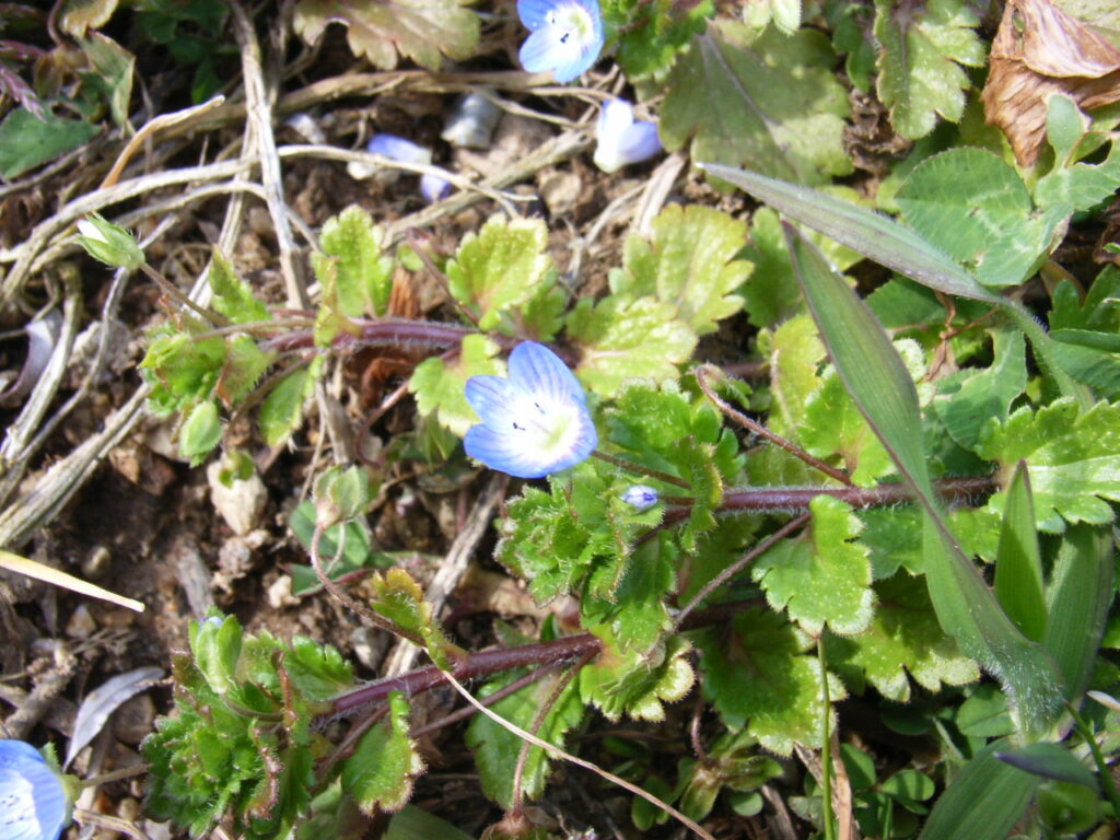 オオイヌノフグリの葉と花