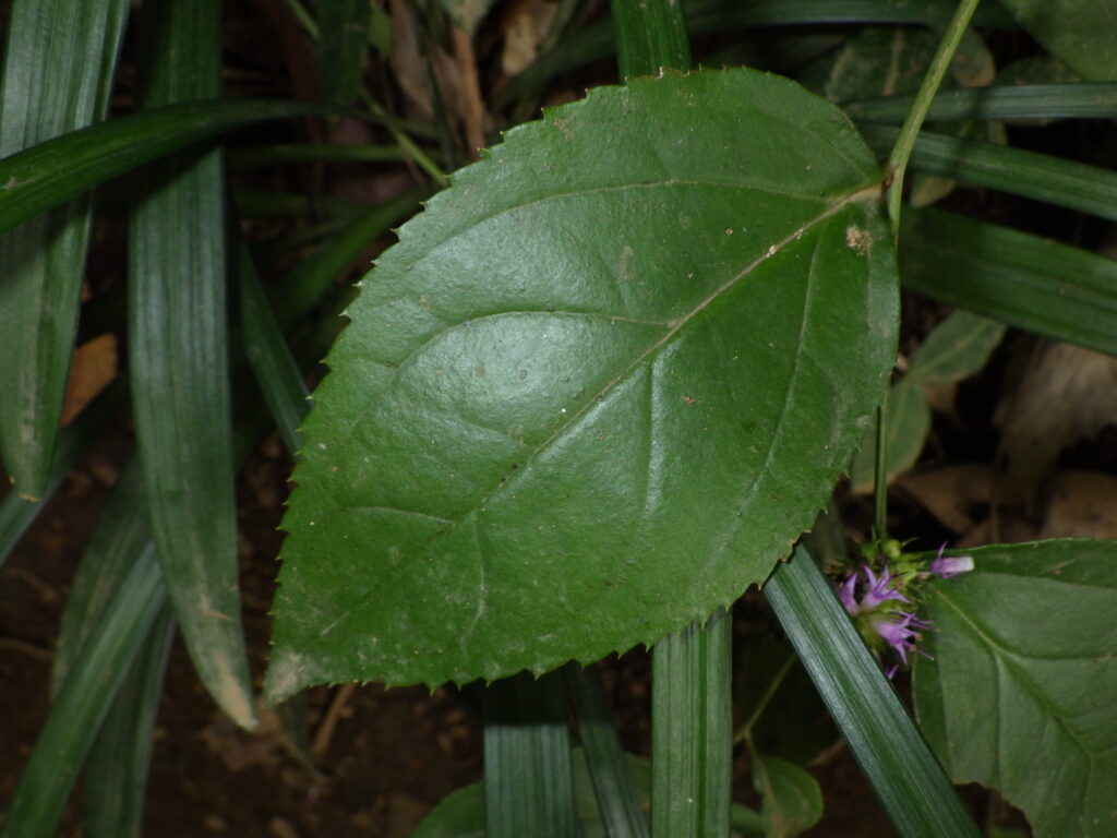 Upper surface of the leaf of *Platanthera japonica*
