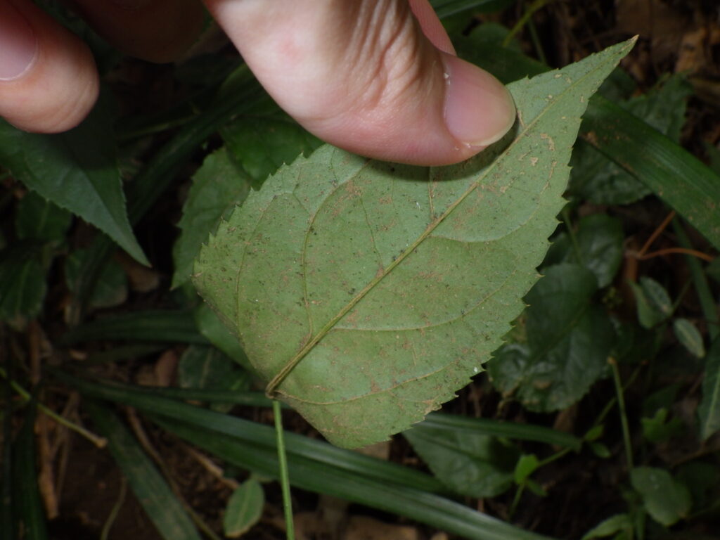 Underside of a leaf of *Platanthera japonica*
