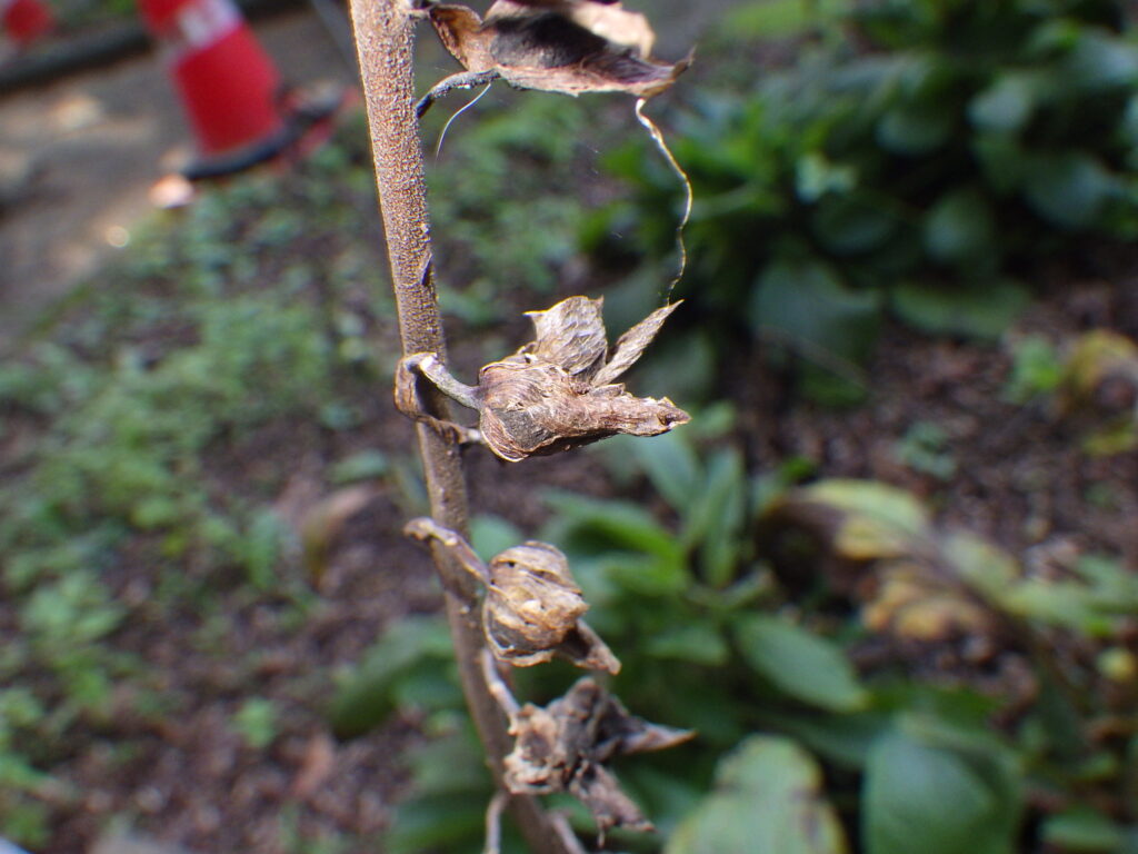 Digitalis fruit