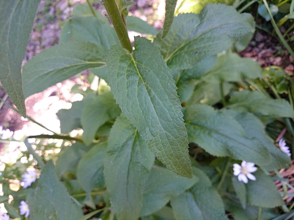 The upper leaves of the foxglove