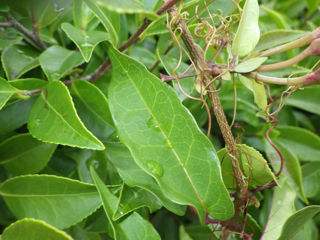 Upper surface of the leaves of Adenophora triphylla