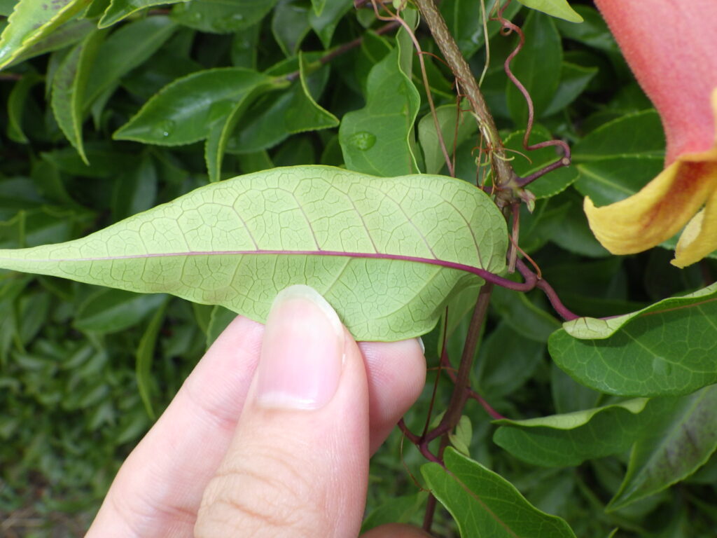 Underside of the leaves of Adenophora triphylla
