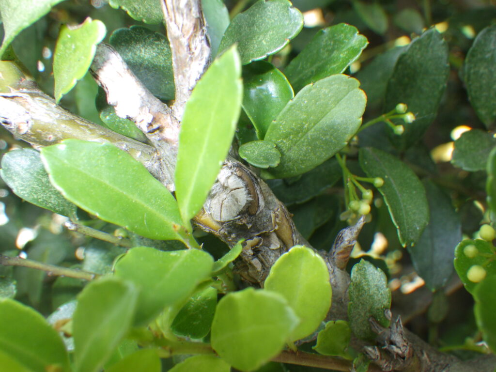 Japanese holly bark