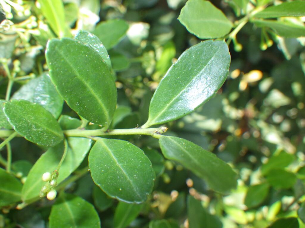 Upper surface of a Japanese holly leaf