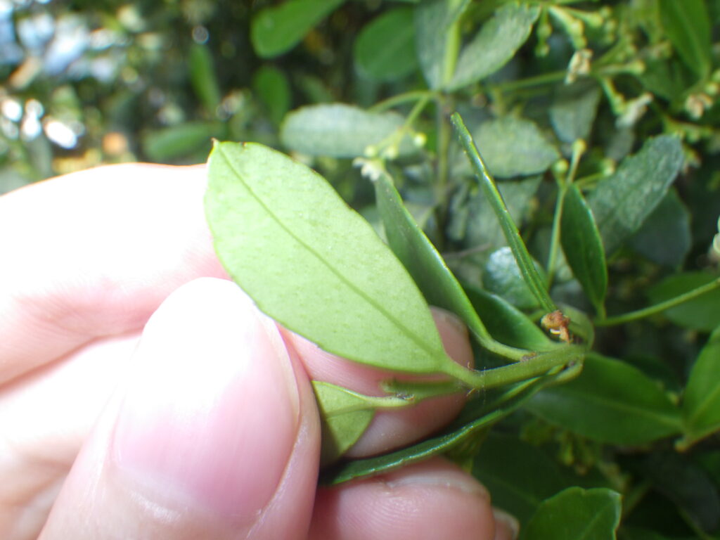 Underside of a Japanese holly leaf