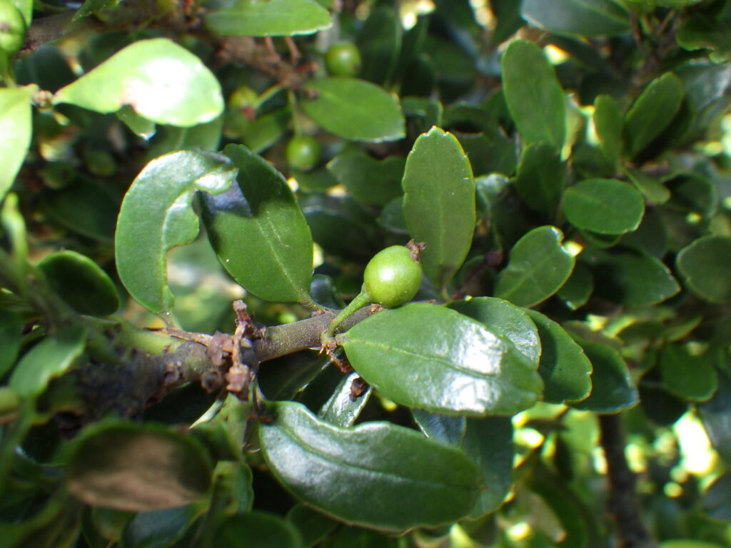 Unripe fruit of the Japanese boxwood