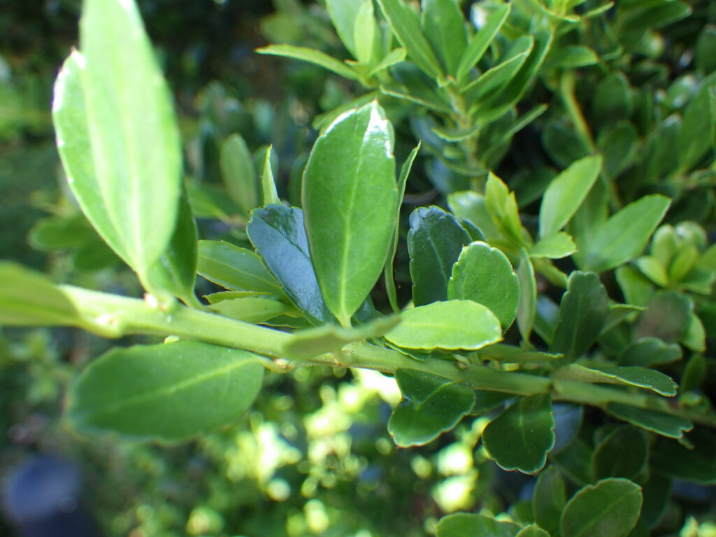Upper surface of the leaves of the Japanese boxwood: The leaves are somewhat small and grow densely.