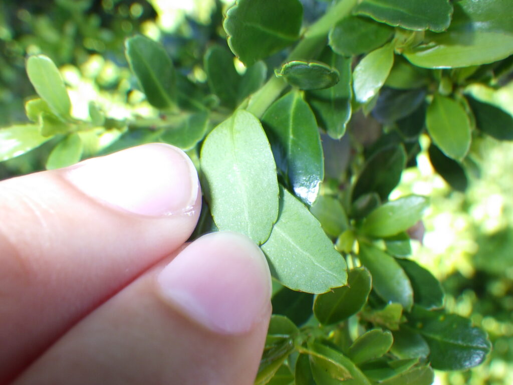 Underside of a boxwood leaf