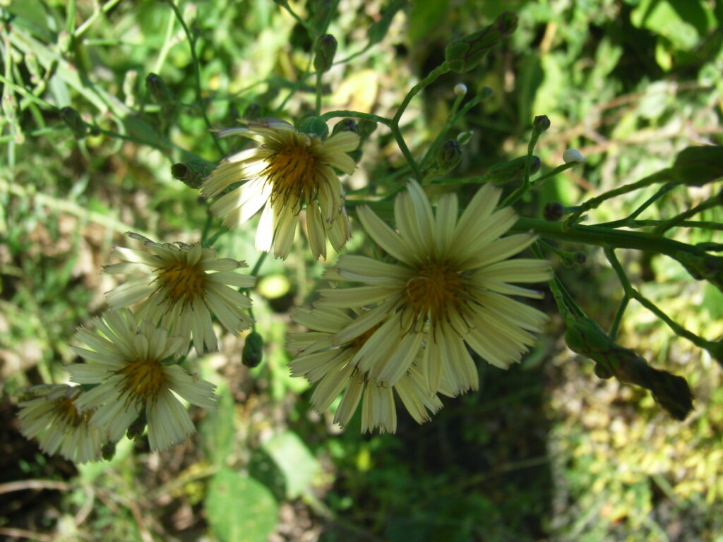 ホソバアキノノゲシの頭花