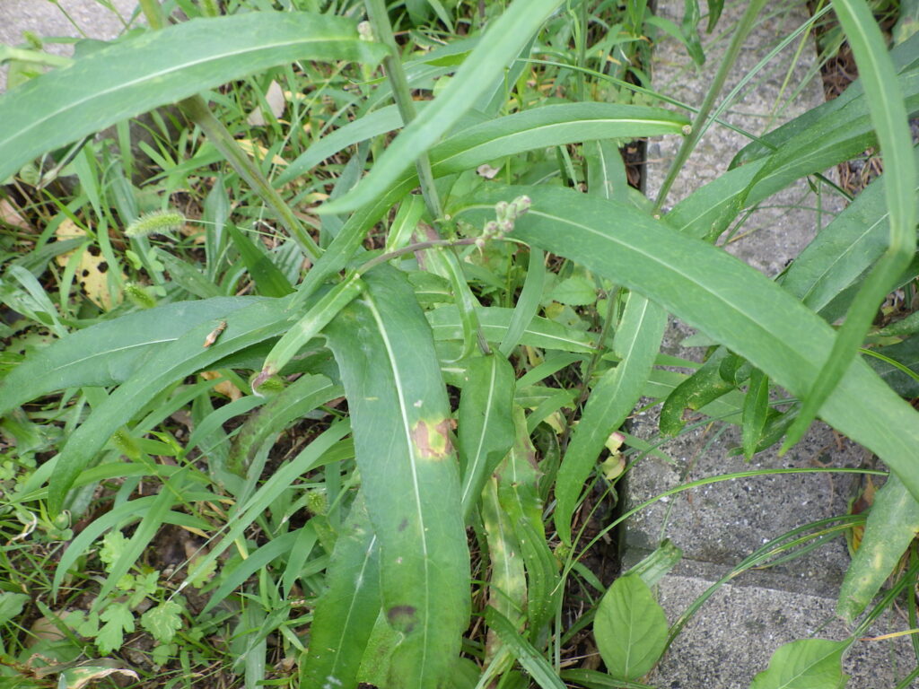 ホソバアキノノゲシの葉