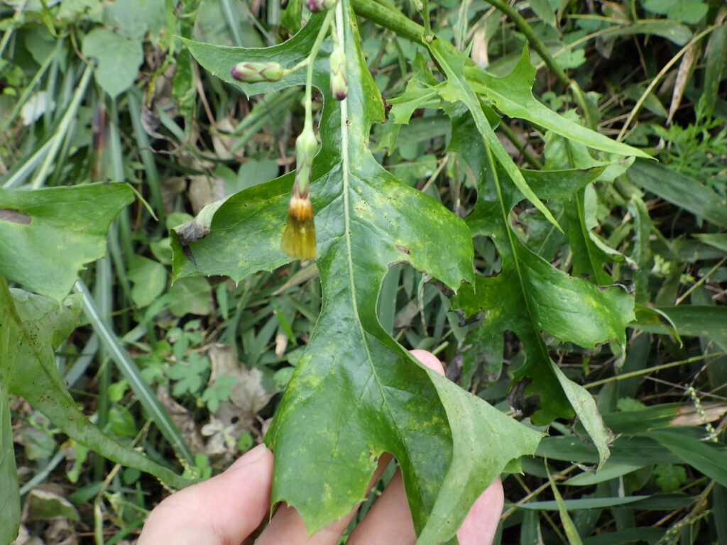 アキノノゲシの葉