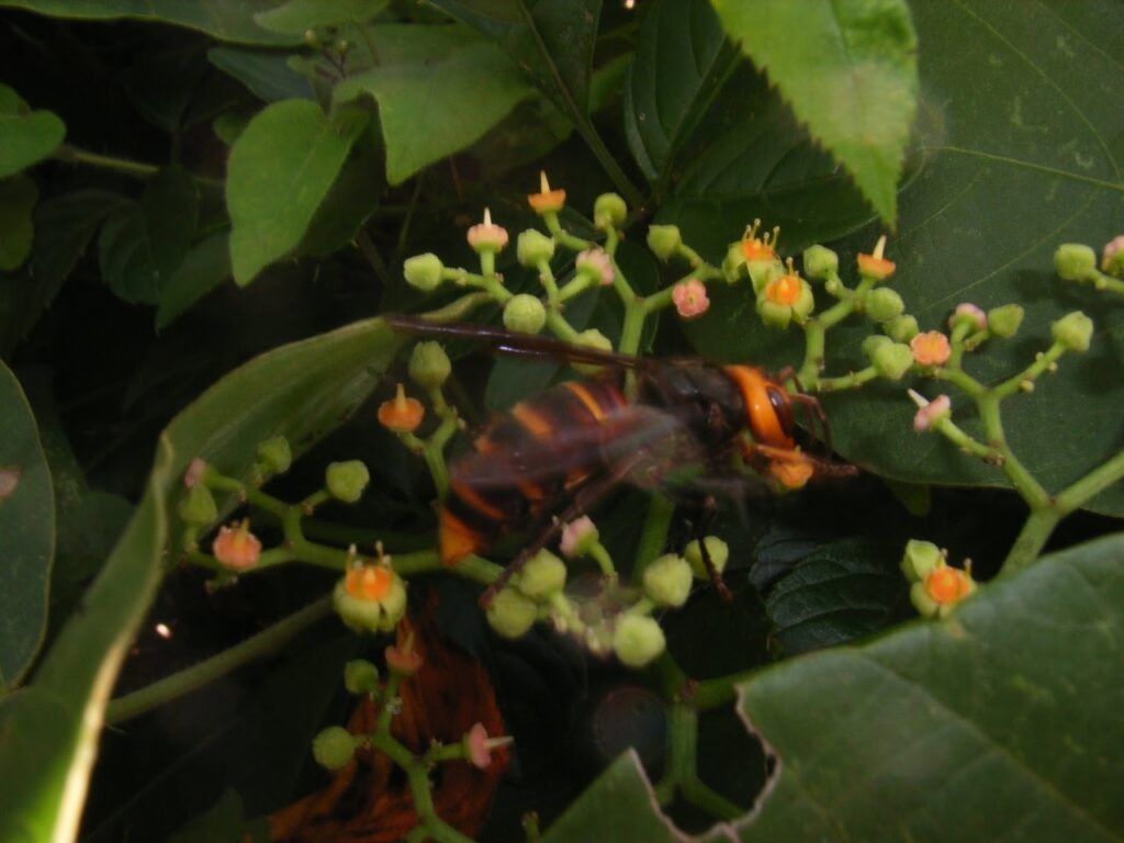 ヤブカラシに訪花するコガタスズメバチの雌成虫ワーカー