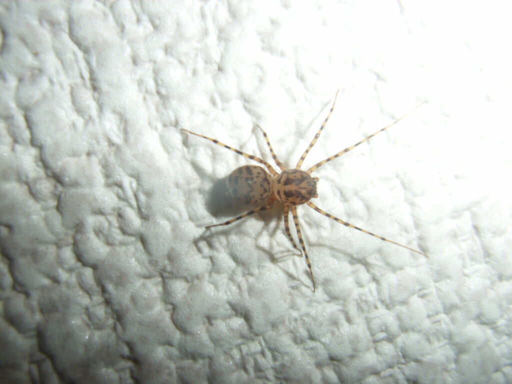 Adult female of the Japanese white spider (Platypleura kaempferi)