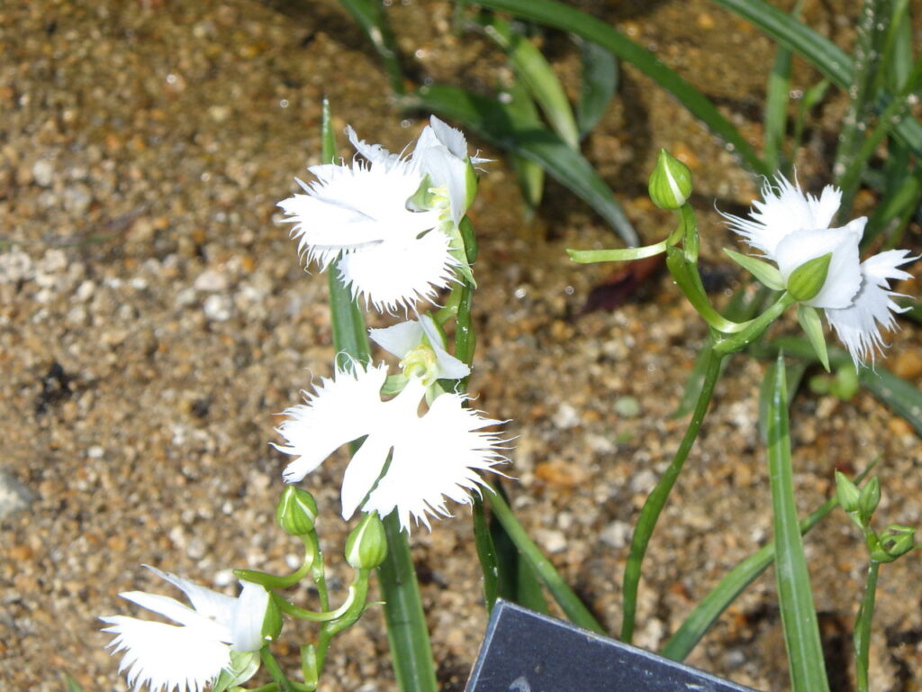 サギソウの花