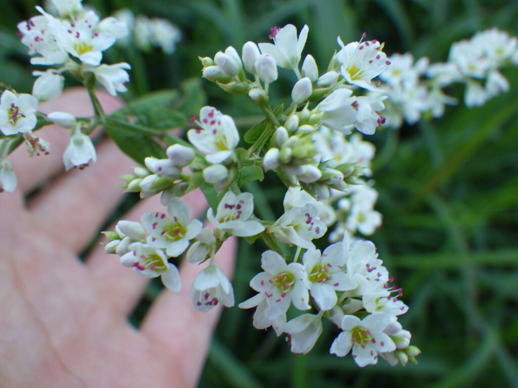 シャクチリソバの花