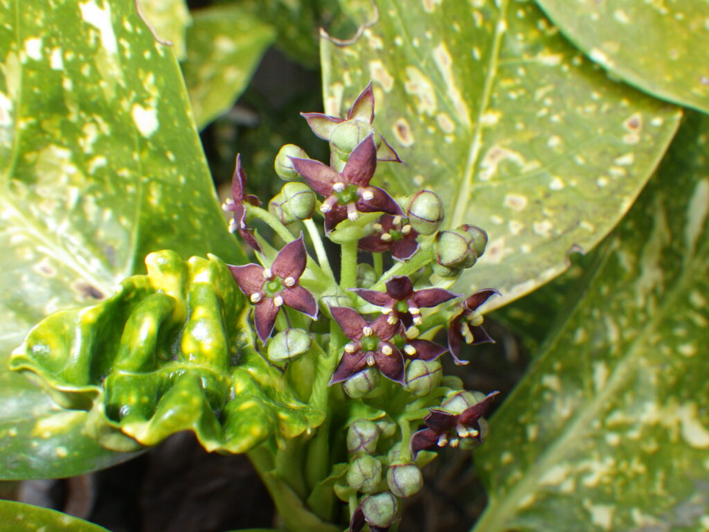 フイリアオキの雄花