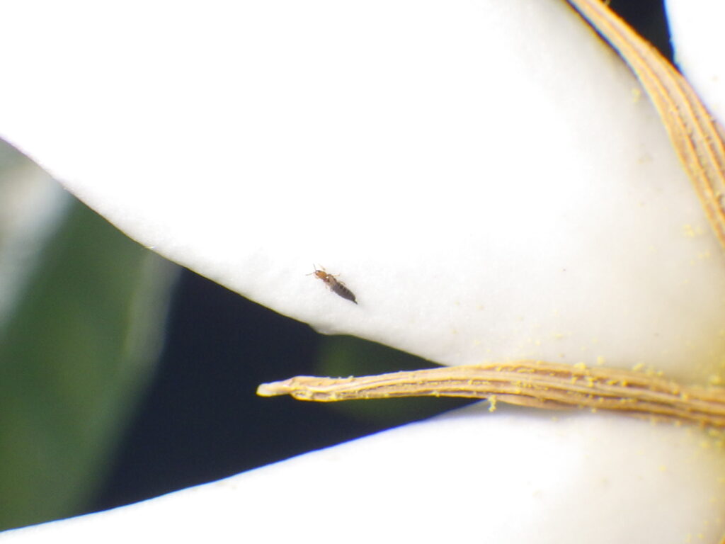 クチナシに訪花するアザミウマ、おそらくハナアザミウマ Thrips hawaiiensis（参考写真）