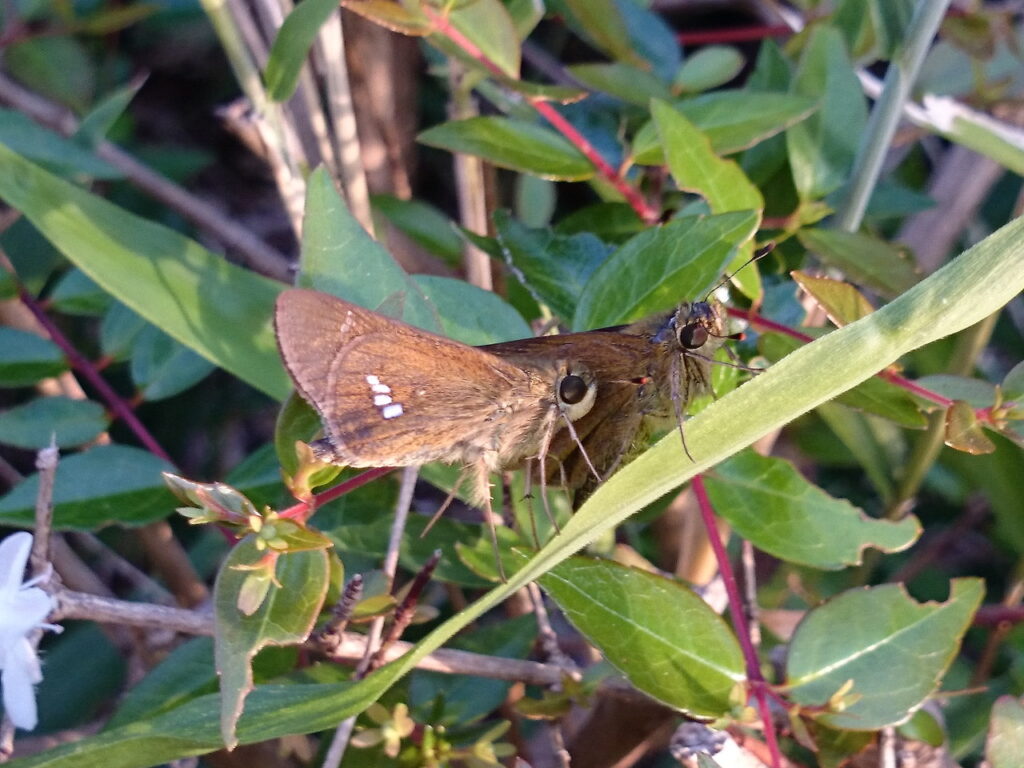 イチモンジセセリの雌雄成虫（参考写真）