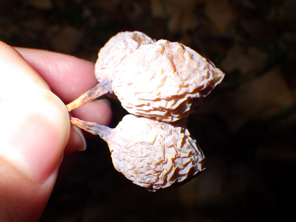 イチョウの種子＝銀杏