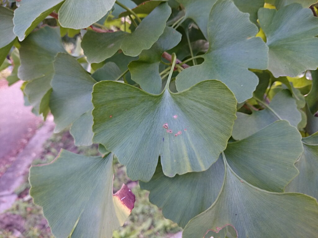 イチョウの葉