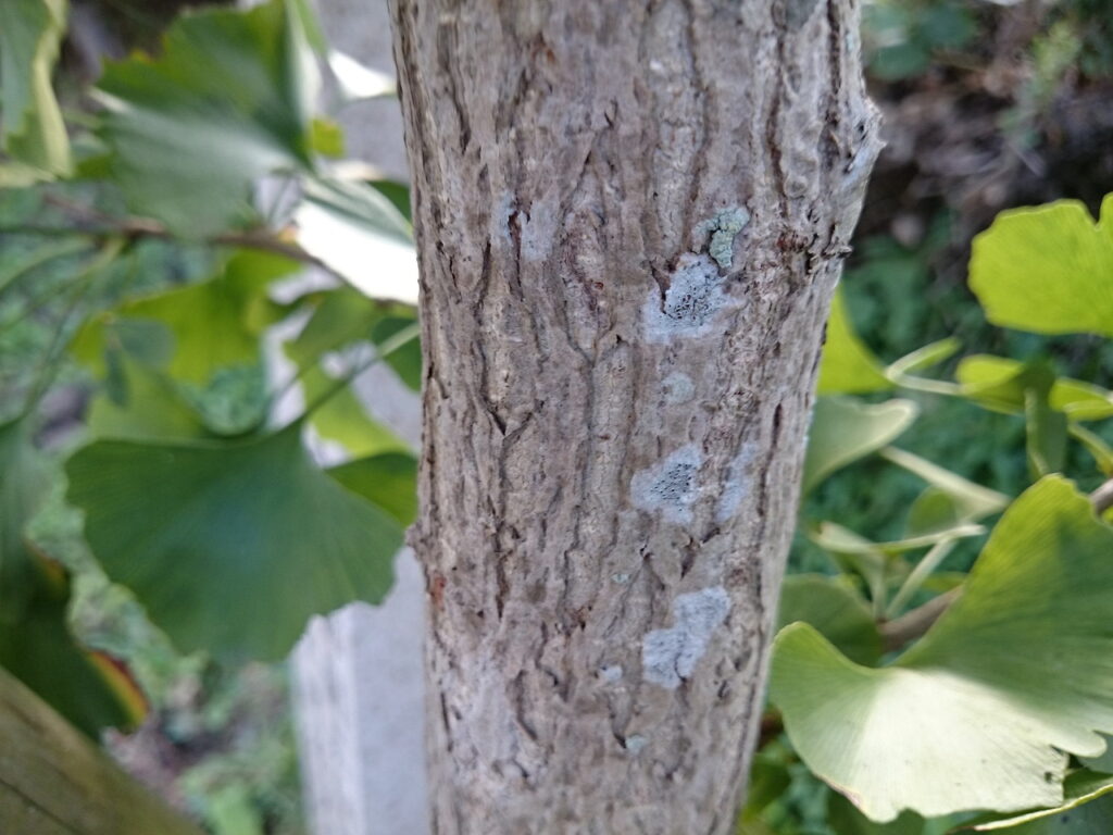 イチョウの樹皮