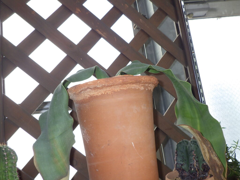 キソウテンガイの葉